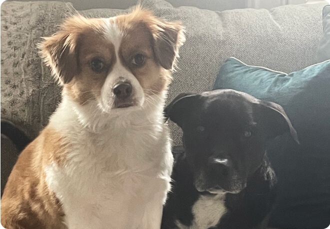 Hai chú chó cứu hộ của Mimi, Harley và Hibachi